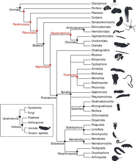 Mammal Phylogeny