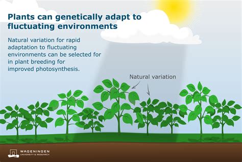 Photosynthesis, the green engine of life on Earth - WUR