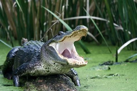 How Fast Can An Alligator Run? Top Speed On Land And Water