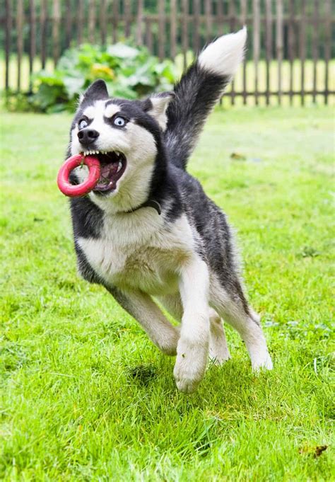 siberian-husky-puppy-play-8MNQ36K (1) | Pet Dog Owner