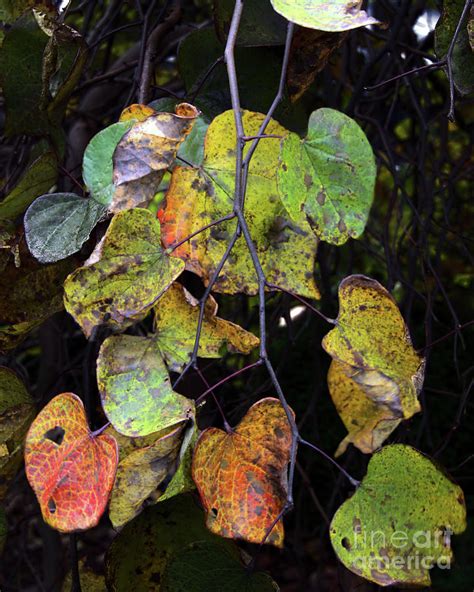 Weeping Redbud Turning 1 Photograph by Daniel Beard - Pixels