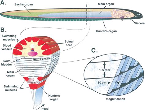 Amazing Science: Electric eel - How it generate a high voltage.