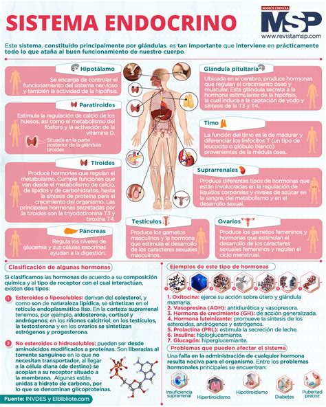 Sistema endocrino - infografía