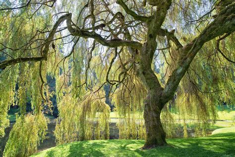 How To Grow And Care For Weeping Willows