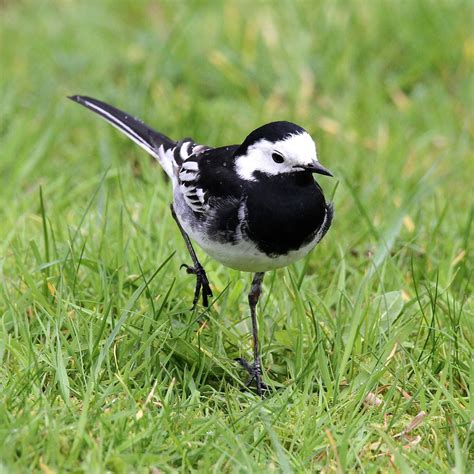 TrogTrogBlog: Bird of the week - Pied wagtail