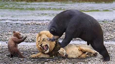 africa wild animals images BIG MISTAKE LION STEAL BABY BEAR - Mother Bear Save Her Baby From ...