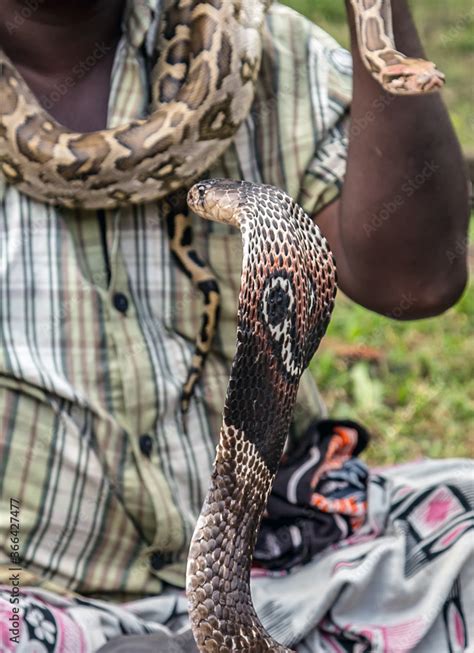 King Cobra Snake. Snake charmer mystical indian fakir Stock Photo | Adobe Stock