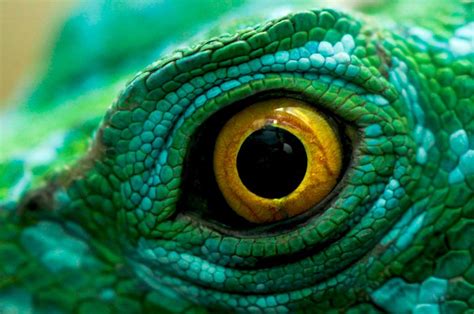 Twitter | Reptile eye, Photos of eyes, Wild animals photography