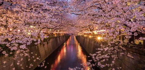 Five of the Best: Tokyo parks to see cherry blossoms