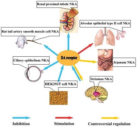 Crosstalk between dopamine receptors and the Na+/K+‑ATPase (Review)