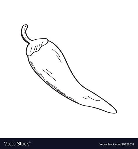 Chili pepper sketch Royalty Free Vector Image - VectorStock