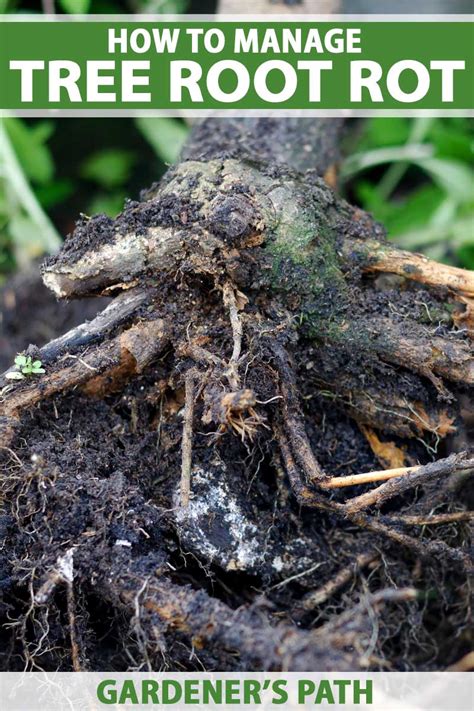 How to Manage Root Rot in Fruit, Nut, and Landscape Trees - Texas Ten ...