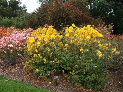 Auckland Botanic Gardens - Alchetron, the free social encyclopedia