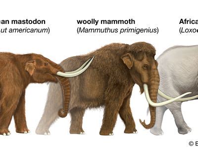 Mastodon | Description, Distribution, Extinction, & Facts | Britannica