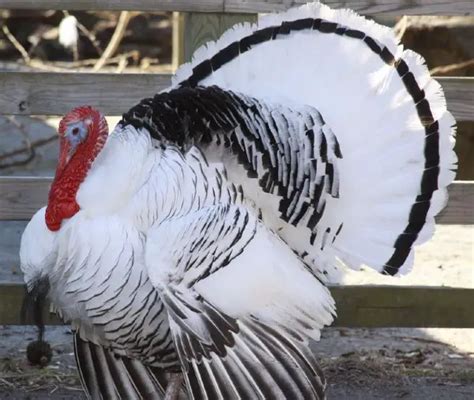 Royal Palm Turkey - An Amazing Turkey For Your Backyard - ChickenMag