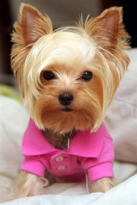 50 Damn Cute Yorkie Haircuts For Your Puppy – HairstyleCamp