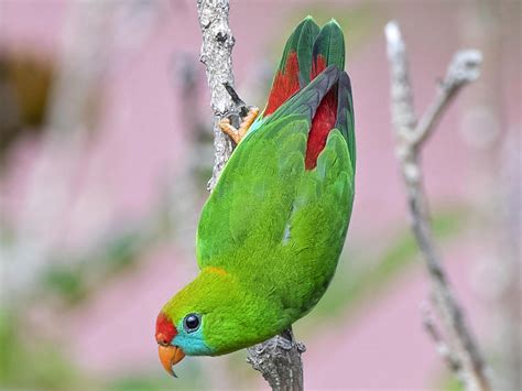 Philippine Hanging-Parrot - eBird