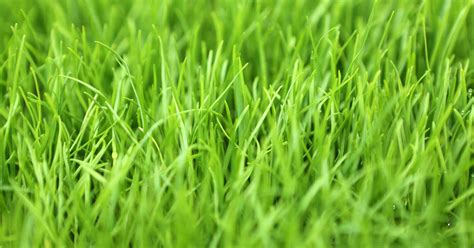 Perennial Ryegrass Organic (to Cover 1000 Square Feet ...