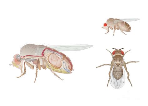 Fruit Fly Anatomy Photograph by Joe Brock, Research Illustration, Francis Crick Institute ...