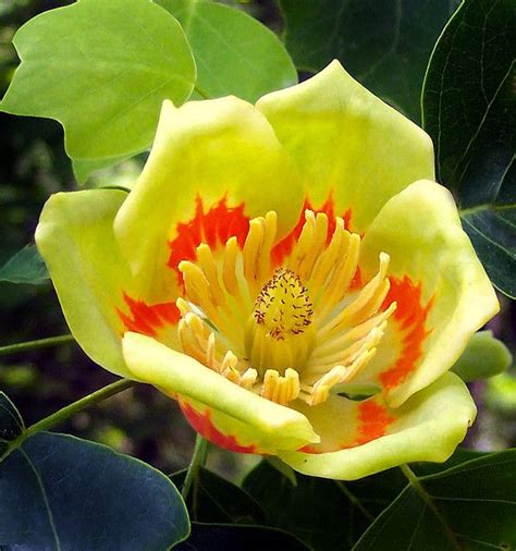 Magnoliaceae: Liriodendron tulipifera - Yellow Poplar, Tuliptree flower ...