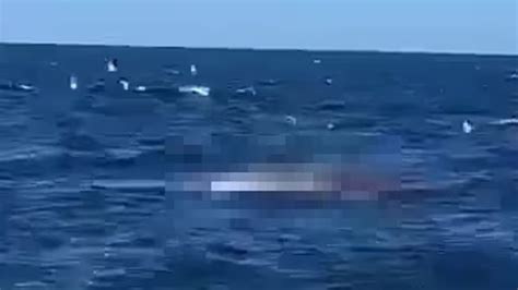 Video shows horror shark attack at Sydney beach | news.com.au — Australia’s leading news site