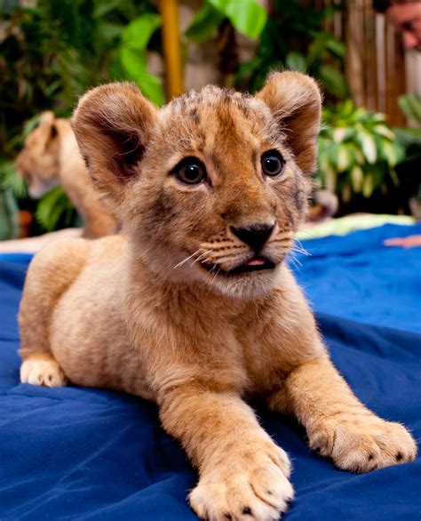 Lion Cubs at Busch Gardens - Animal Fact Guide