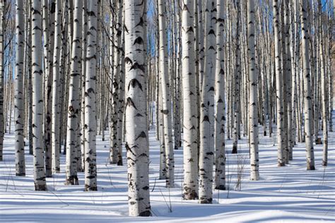 56,754 BEST Aspen Tree IMAGES, STOCK PHOTOS & VECTORS | Adobe Stock