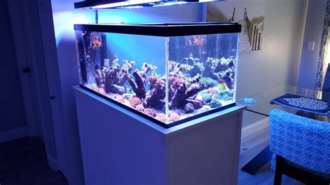 40 Gallon Reef Tank | lupon.gov.ph