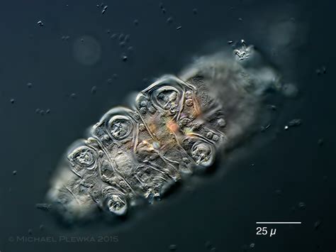 Limnic and other micro-organisms from Germany and adjoining countries: Tardigrada