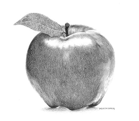 Realistic Apple Drawing at PaintingValley.com | Explore collection of Realistic Apple Drawing