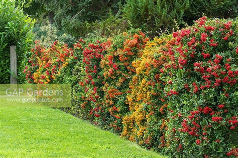 Pyracantha hedge. Mi... stock photo by Howard Rice, Image: 1258535