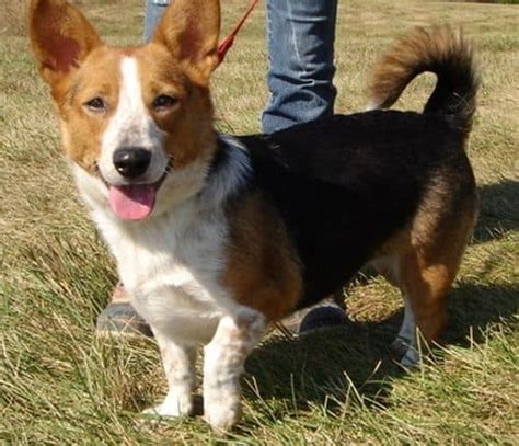 Corgi Beagle Mix - Interesting Facts You Need to Know Now - PetDT