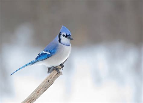 Blue Jay Symbolism: 16 Spiritual Meanings