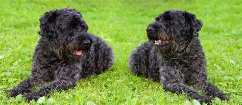 Kerry Blue Terrier Dogs | Dog Breeds