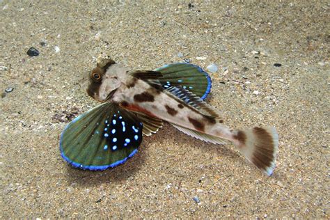 Red Gurnard, Chelidonichthys kumu (Cuvier, 1829) - The Australian Museum