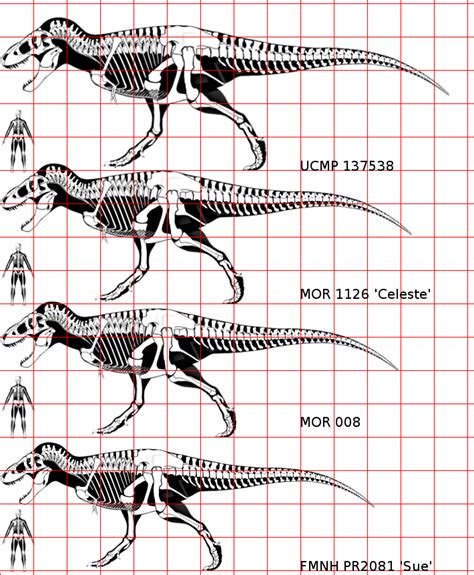 Dinosaur Size Charts