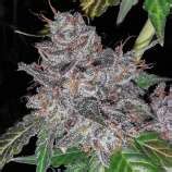 Rainbow Cake (Pheno Finder Seeds) :: Cannabis Strain Info