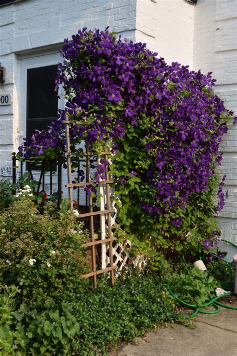 Clematis Trellis | My Clematis: What I Call A Quality Problem ...