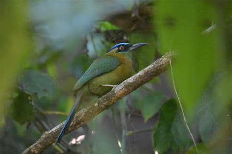 How to Enjoy Osa Peninsula Wildlife without a Tour