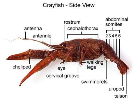 Internal Anatomy Crayfish