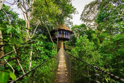 Treehouse Lodge | A Unique Treehouse Hotel In the Peruvian Amazon