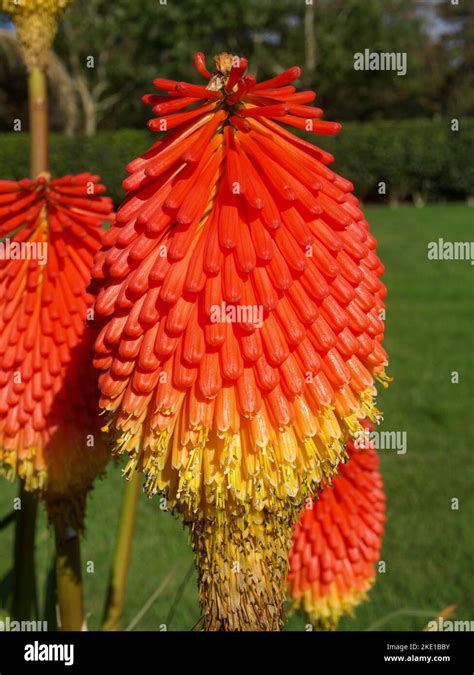 Red Hot Poker, Dingle peninsula, Ireland Stock Photo - Alamy