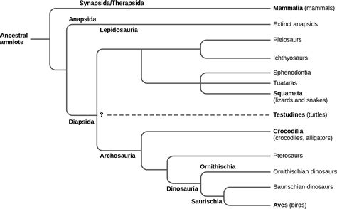 Reptiles | OpenStax Biology 2e