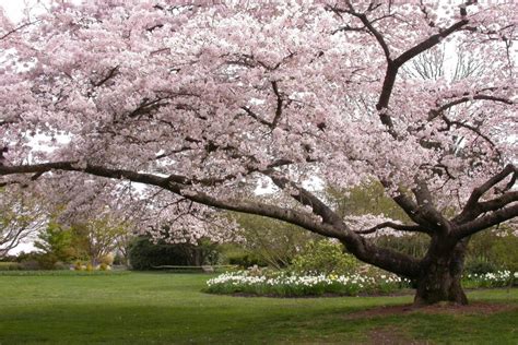 Vancouver Cherry Blossom Festival will bloom after avoiding funding ...