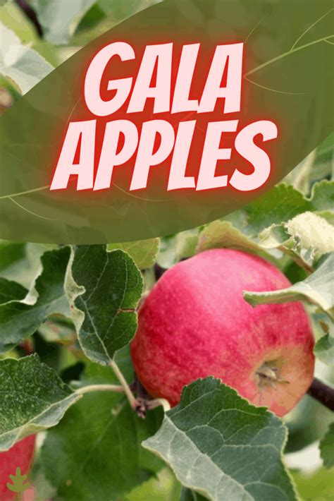 Gala apples | Gala apples, Gala apples recipe, Apple