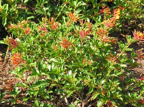 Florida - Native butterfly nectar - Hamelia patens (Firebush ...