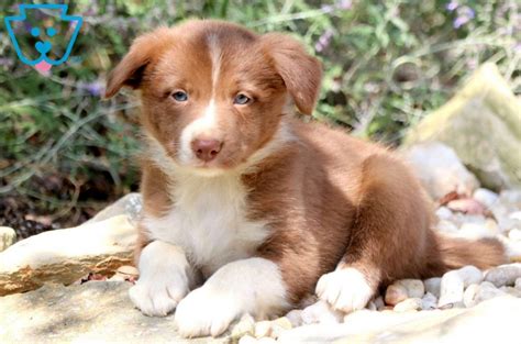 Baby | Border Collie Puppy For Sale | Keystone Puppies