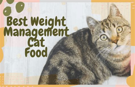 Best Weight Management Cat Food - OliveKnows