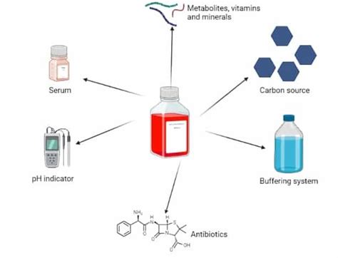 Cell Culture Medium: 6 Critical Components to Include