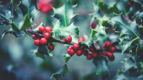 Are Holly Berries Poisonous To Dogs